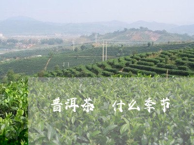 普洱茶 什么季节/2023041073826